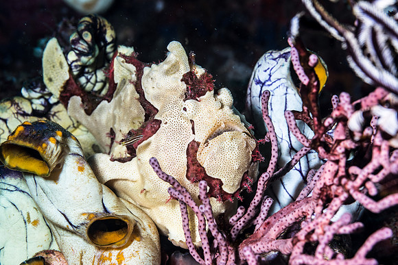 Frog fish