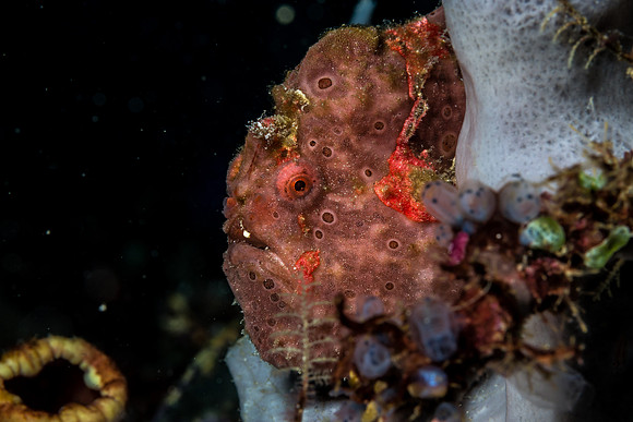 Frog fish