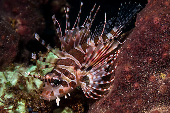 Lion fish or Scorpion fish?