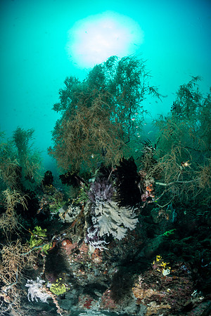 Underwater forest