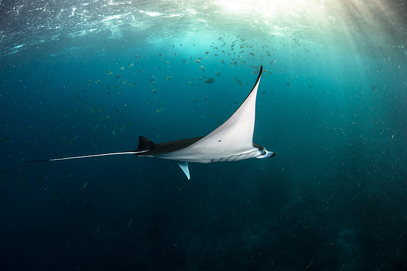Manta Ray