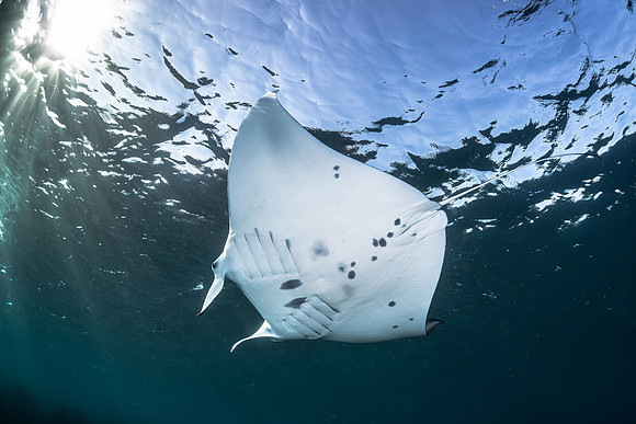Manta Ray