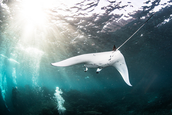Manta Ray