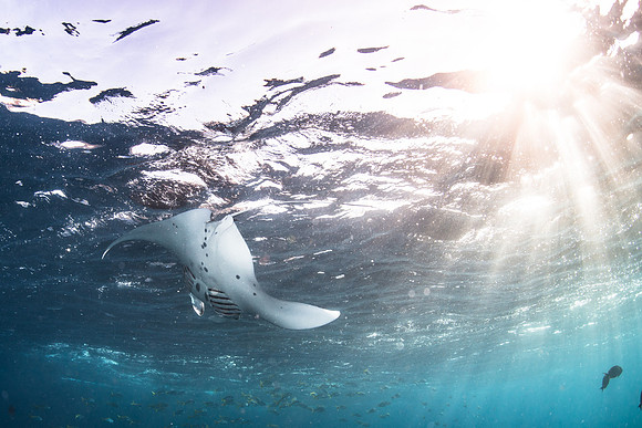 Manta Ray
