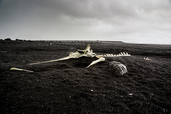 Whalebones near Sólheimasandur