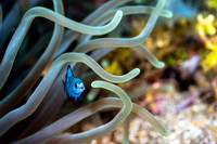Alor-Komodo, Indonesia (2014)