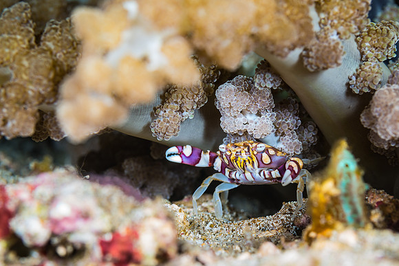 Alor-Komodo, Indonesia (2014)