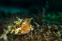 Alor-Komodo, Indonesia (2014)
