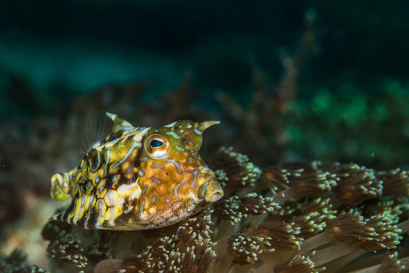 Alor-Komodo, Indonesia (2014)