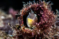 Alor-Komodo, Indonesia (2014)