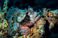 Alor-Komodo, Indonesia (2014)