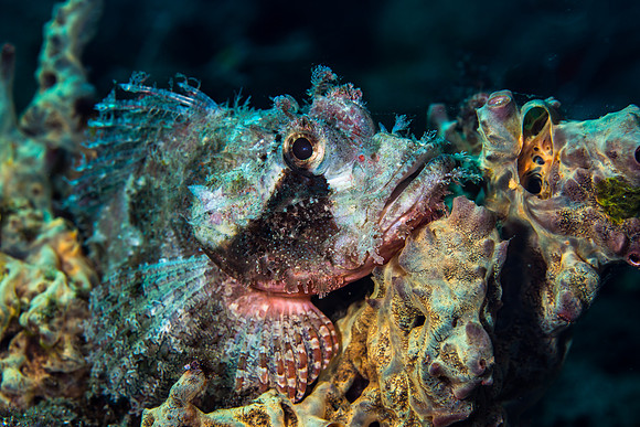 Alor-Komodo, Indonesia (2014)