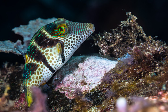 Alor-Komodo, Indonesia (2014)