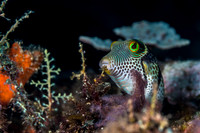 Alor-Komodo, Indonesia (2014)