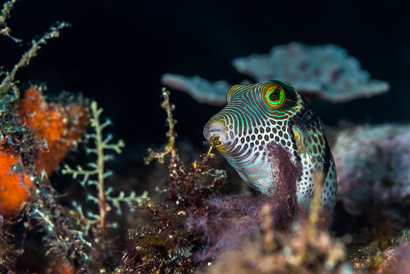 Alor-Komodo, Indonesia (2014)