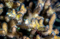 Alor-Komodo, Indonesia (2014)