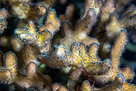 Alor-Komodo, Indonesia (2014)