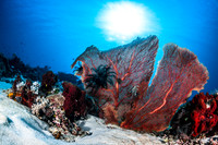 Alor-Komodo, Indonesia (2014)