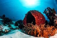 Alor-Komodo, Indonesia (2014)