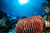 Alor-Komodo, Indonesia (2014)
