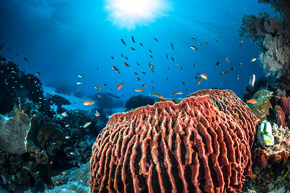 Alor-Komodo, Indonesia (2014)