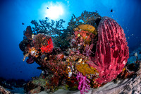 Alor-Komodo, Indonesia (2014)