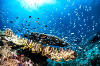 Alor-Komodo, Indonesia (2014)