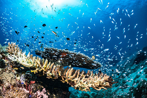Alor-Komodo, Indonesia (2014)
