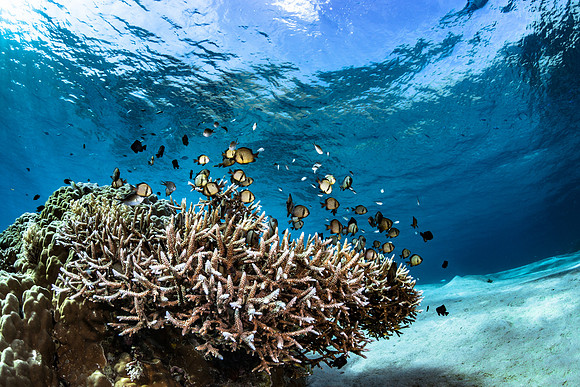 Alor-Komodo, Indonesia (2014)