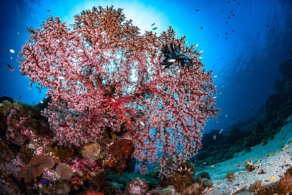 Alor-Komodo, Indonesia (2014)