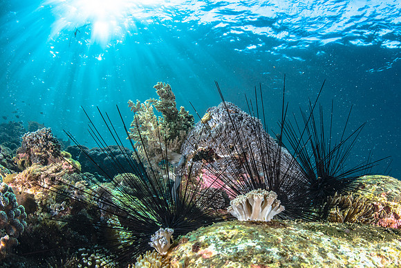 Alor-Komodo, Indonesia (2014)