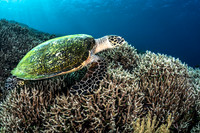 Alor-Komodo, Indonesia (2014)