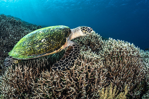 Alor-Komodo, Indonesia (2014)