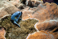 Alor-Komodo, Indonesia (2014)