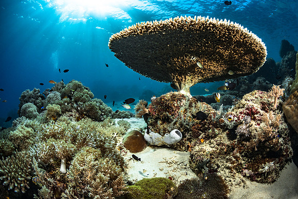 Alor-Komodo, Indonesia (2014)