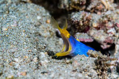 Harlequin Swimming Crab