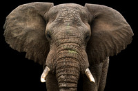 South Africa (2014)