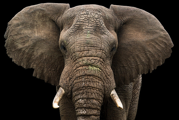 South Africa (2014)