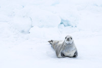 Antarctica (2023)