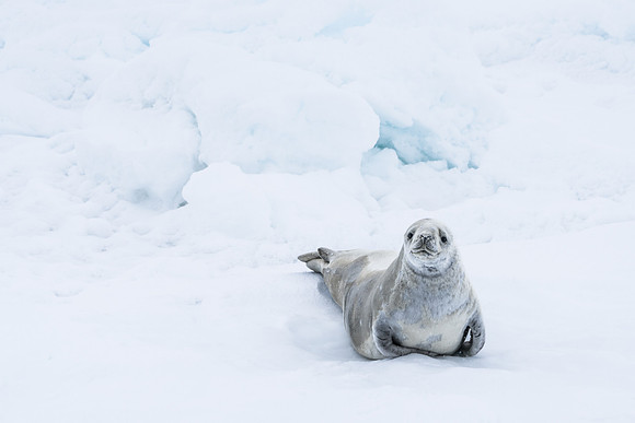 Antarctica (2023)