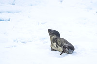 Antarctica (2023)