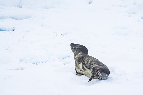 Antarctica (2023)