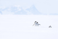 Antarctica (2023)