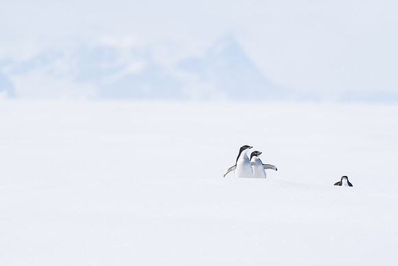 Antarctica (2023)