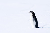 Antarctica (2023)