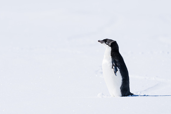 Antarctica (2023)