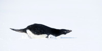 Antarctica (2023)