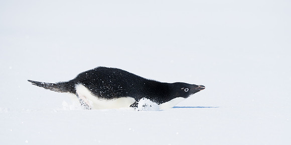 Antarctica (2023)