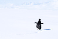 Antarctica (2023)