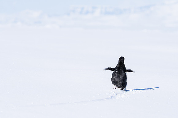 Antarctica (2023)